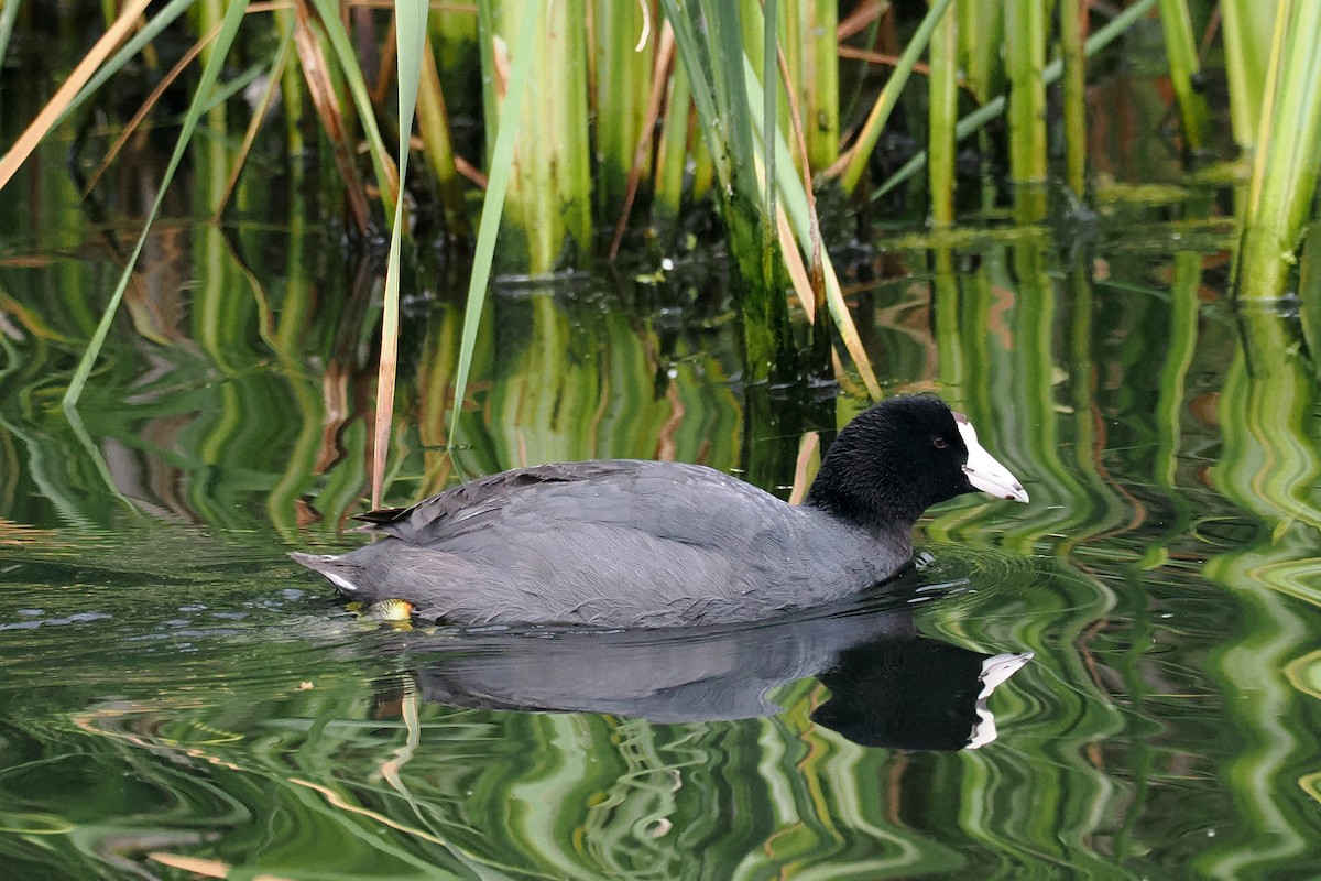 lyska americká - ML621520086