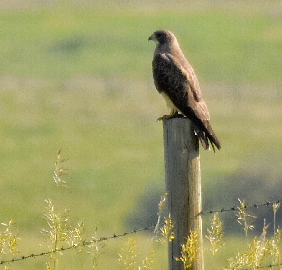 Swainson's Hawk - Jason C. Martin