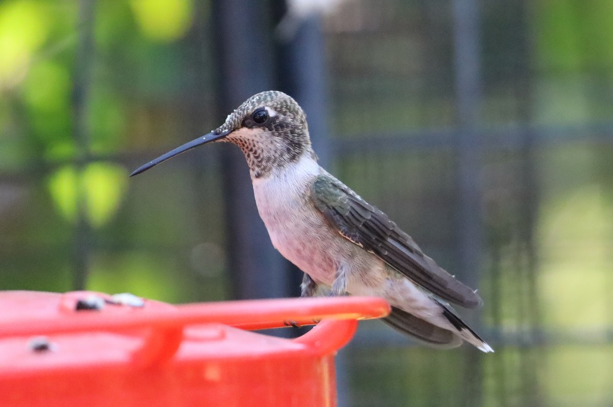 Black-chinned Hummingbird - ML621520123