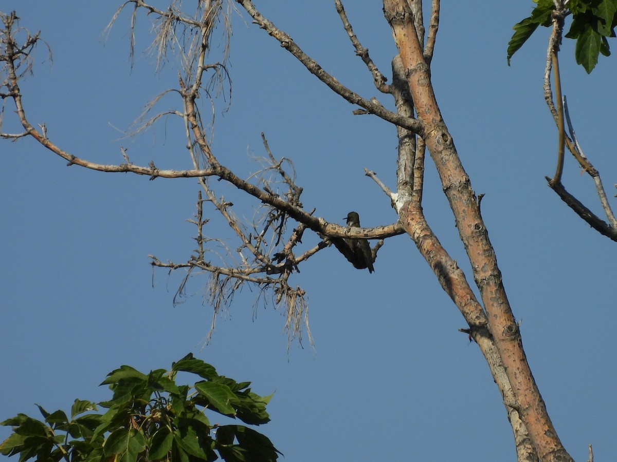 Black-chinned Hummingbird - ML621520126