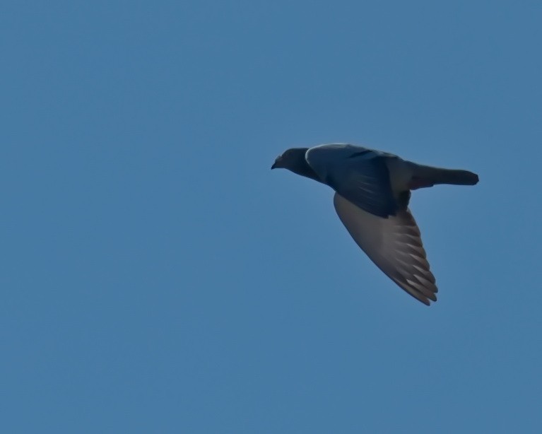 Rock Pigeon (Feral Pigeon) - ML621520143