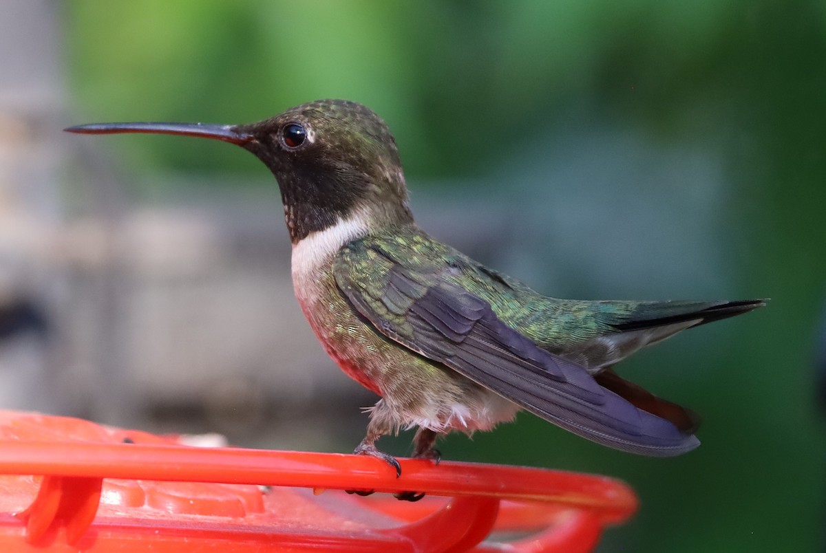 Black-chinned Hummingbird - ML621520153