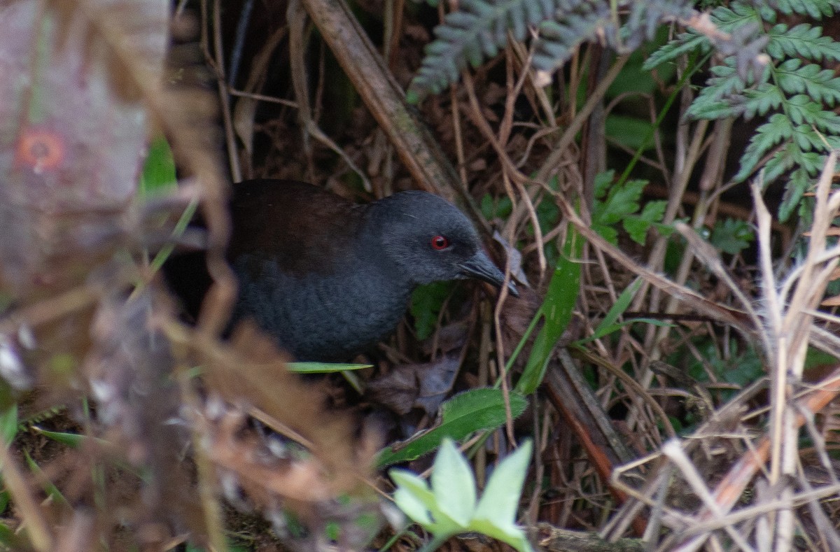 Galapagos Yelvesi - ML621520252