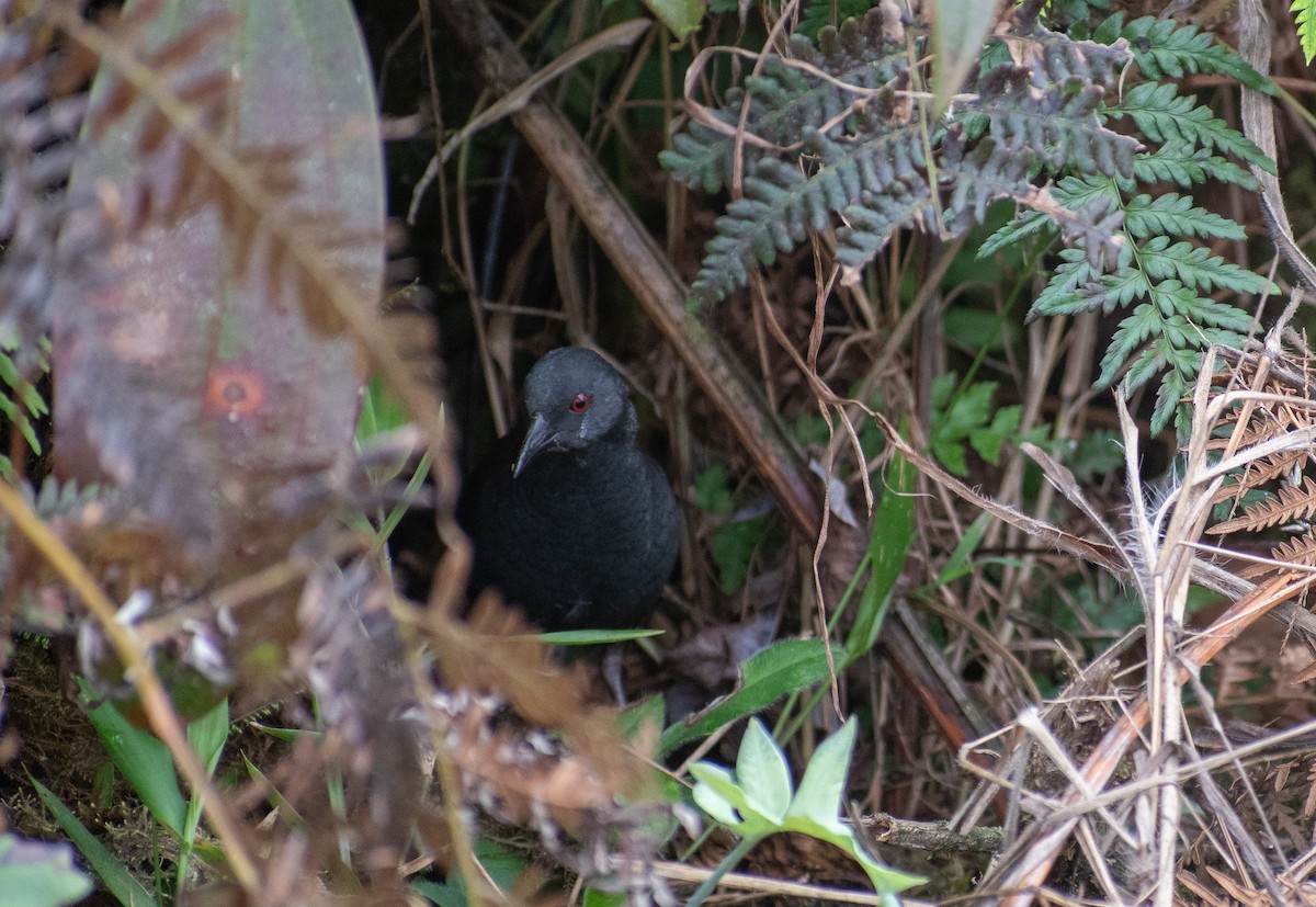 Galapagos Yelvesi - ML621520253