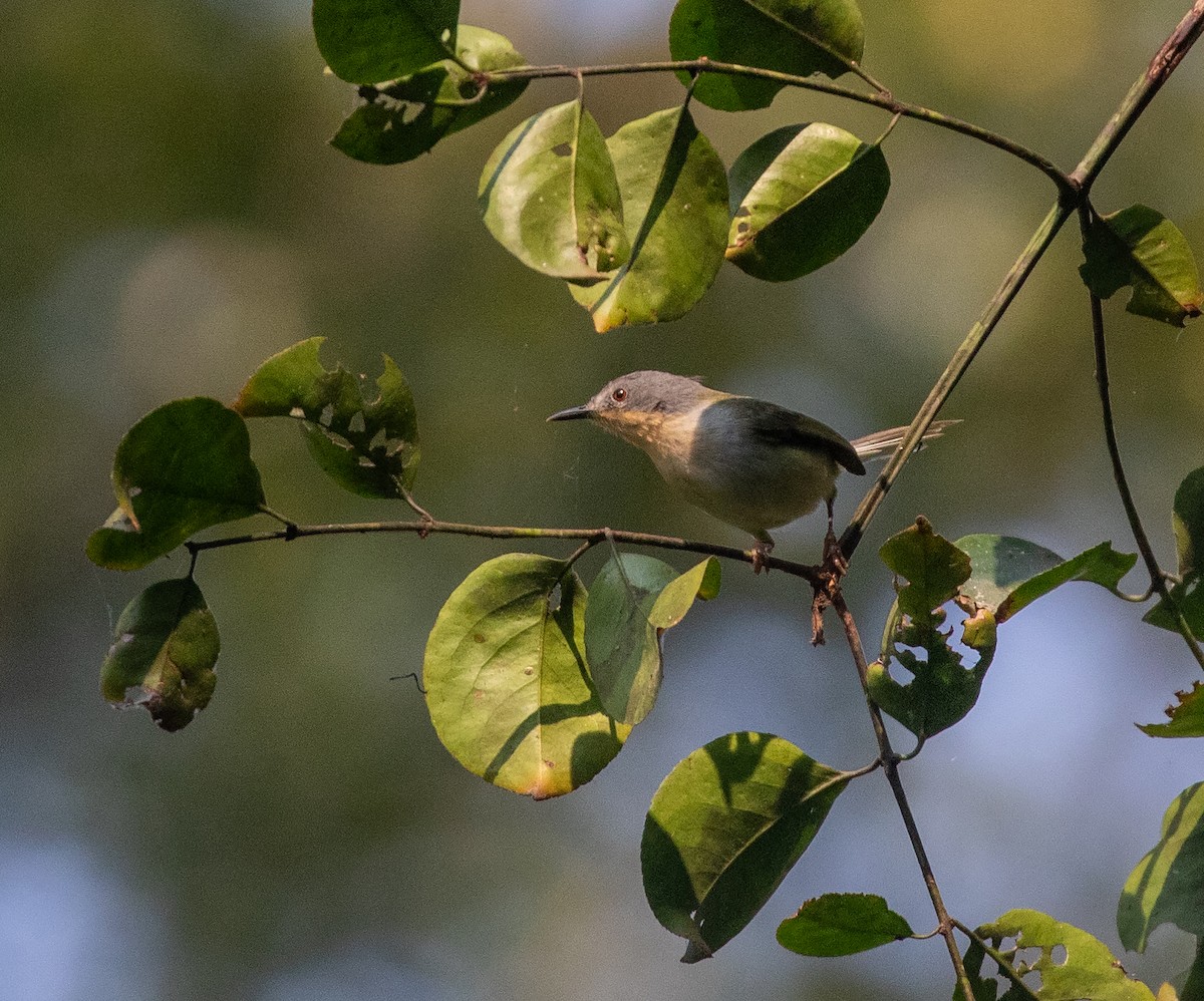 Buff-throated Apalis (Angola) - William Price