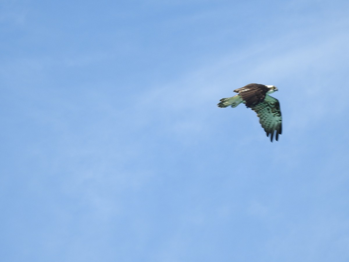 Osprey - ML621520255