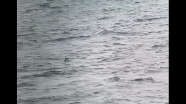 Manx Shearwater - ML621520280