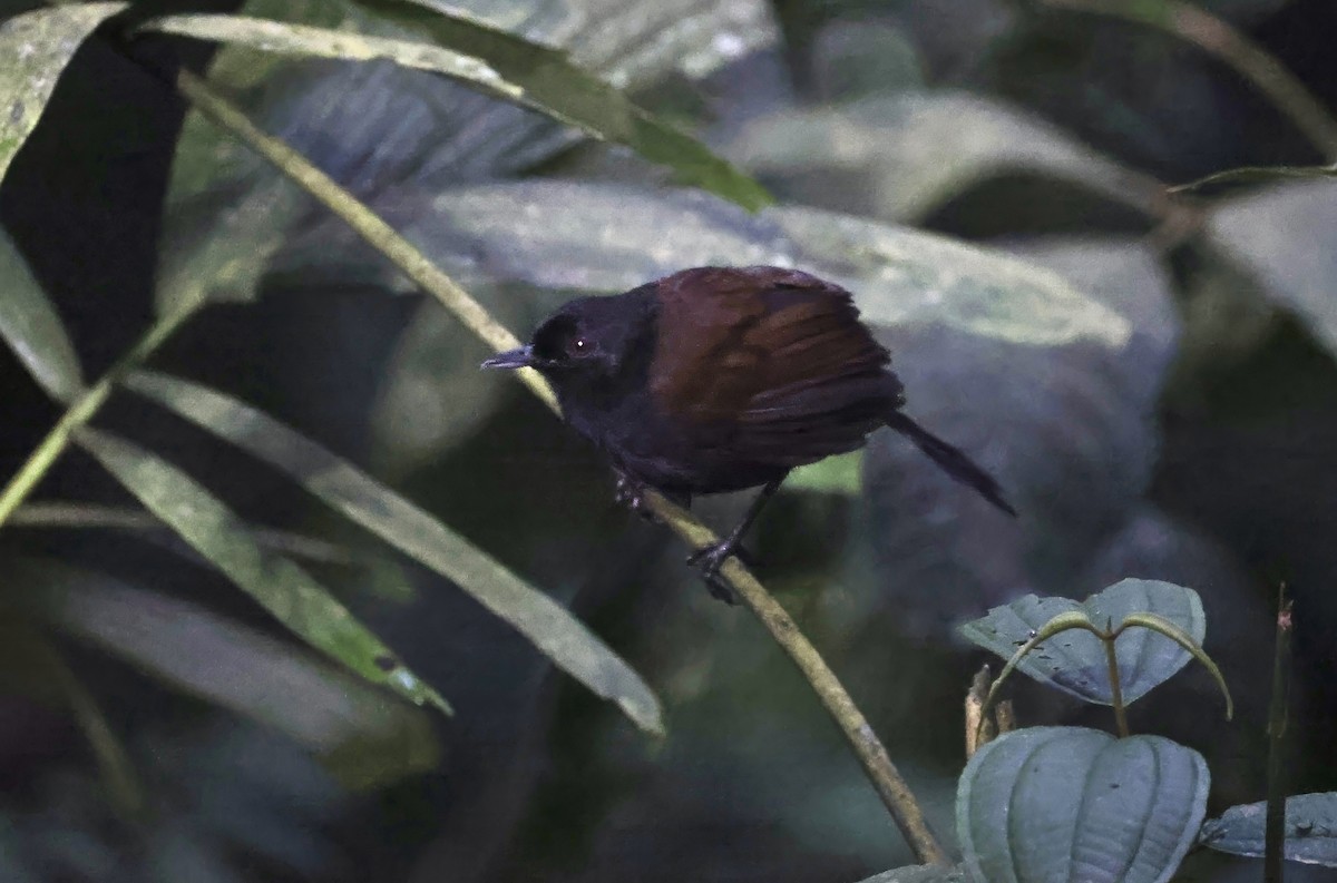 Glutaugen-Ameisenvogel (castanoptera) - ML621520281