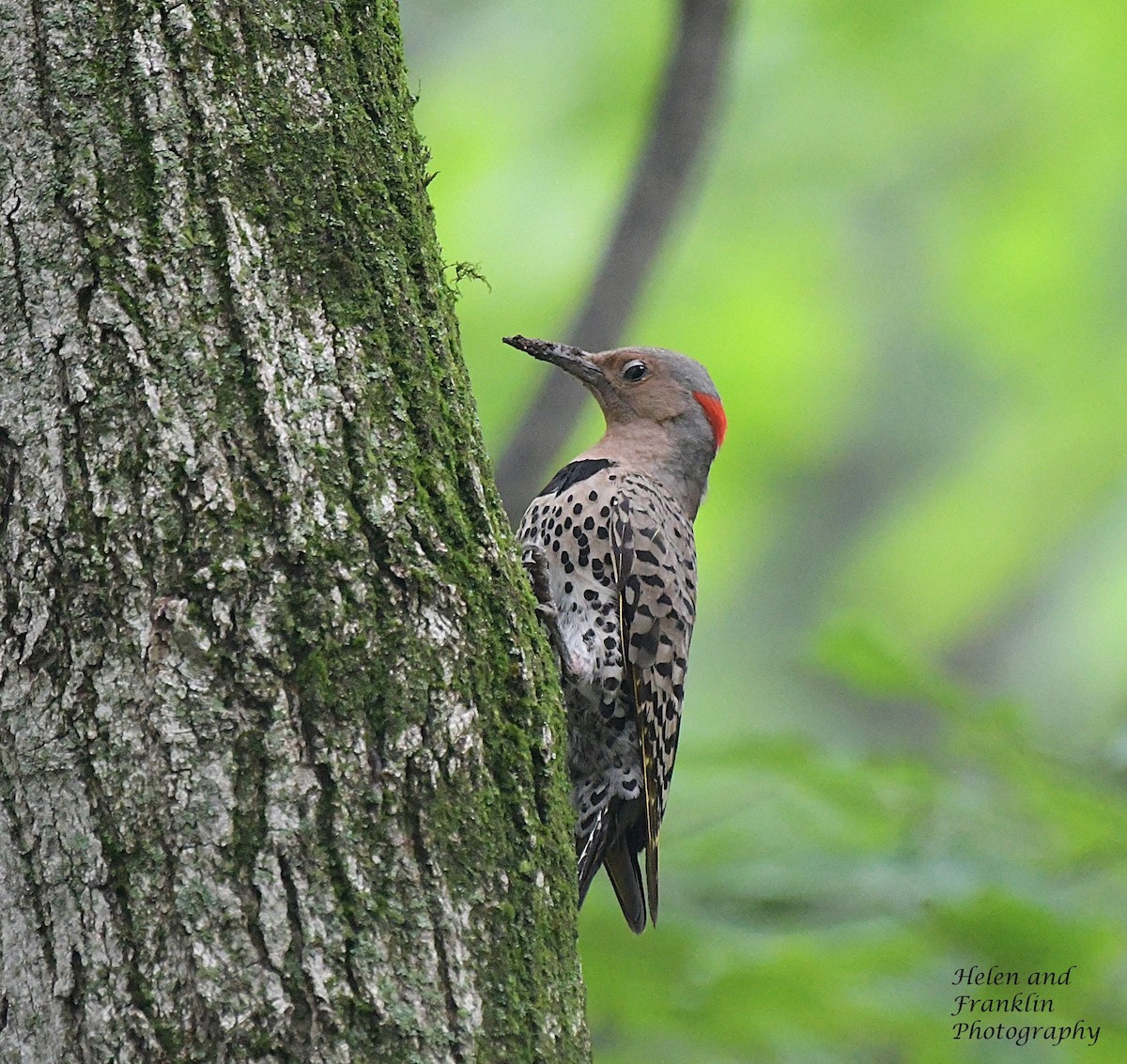 Northern Flicker - Helen and Franklin Chow