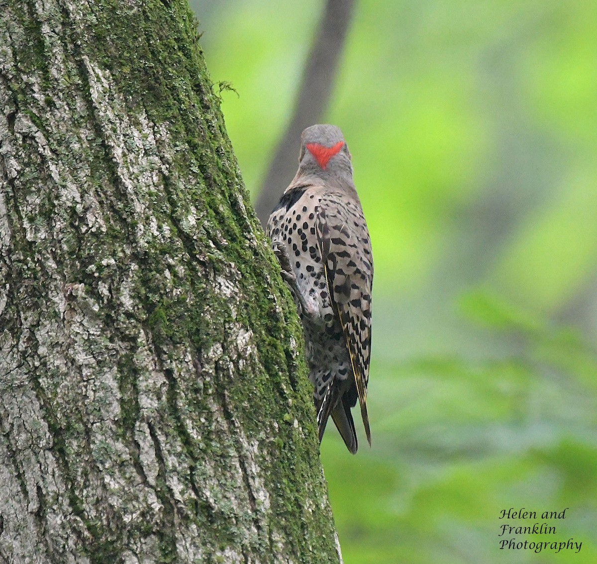 Northern Flicker - ML621520351