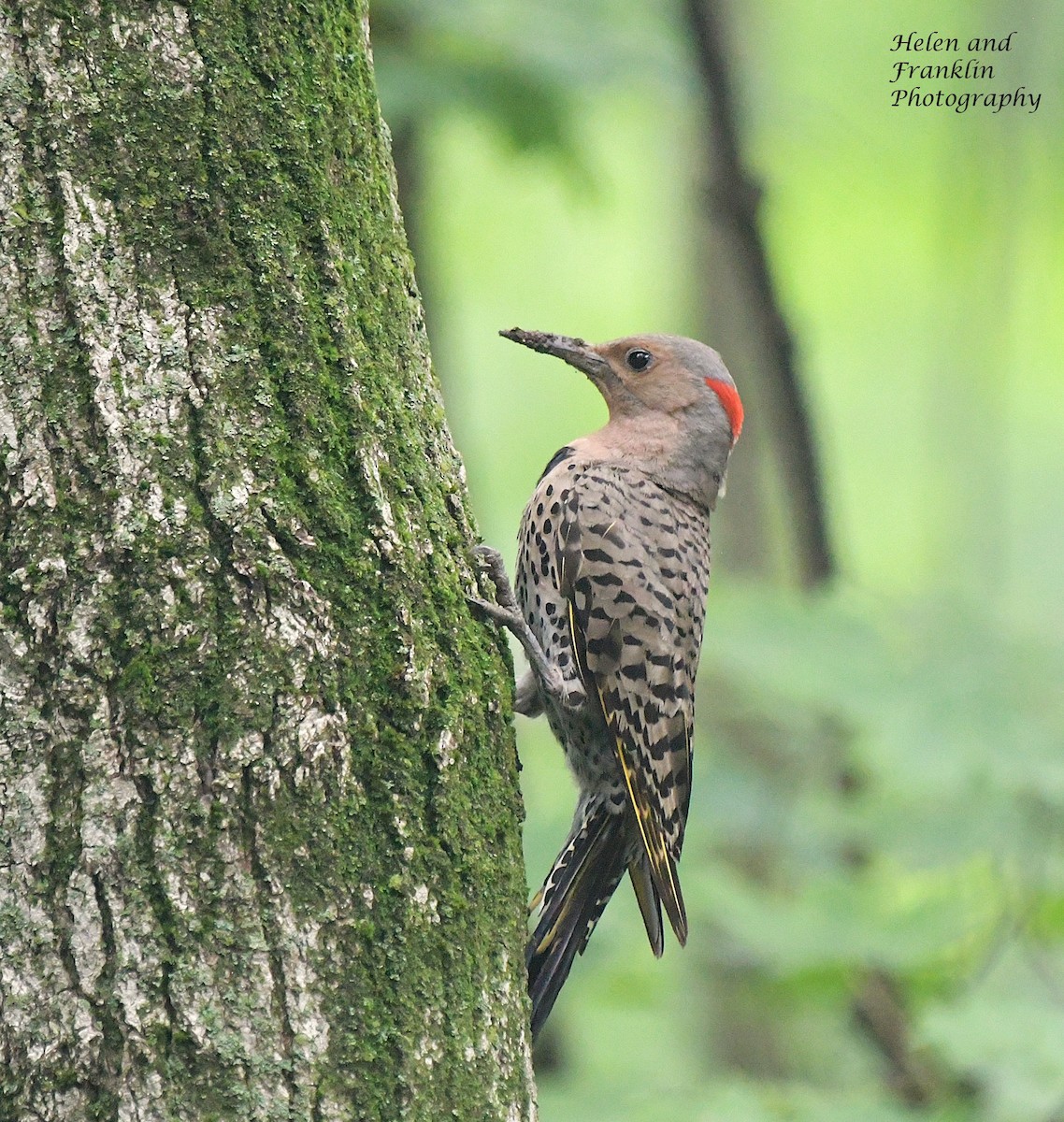 Northern Flicker - ML621520361