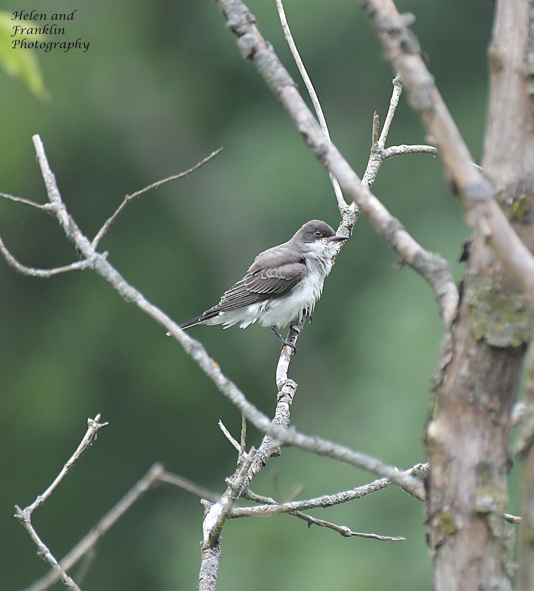 Eastern Kingbird - ML621520411