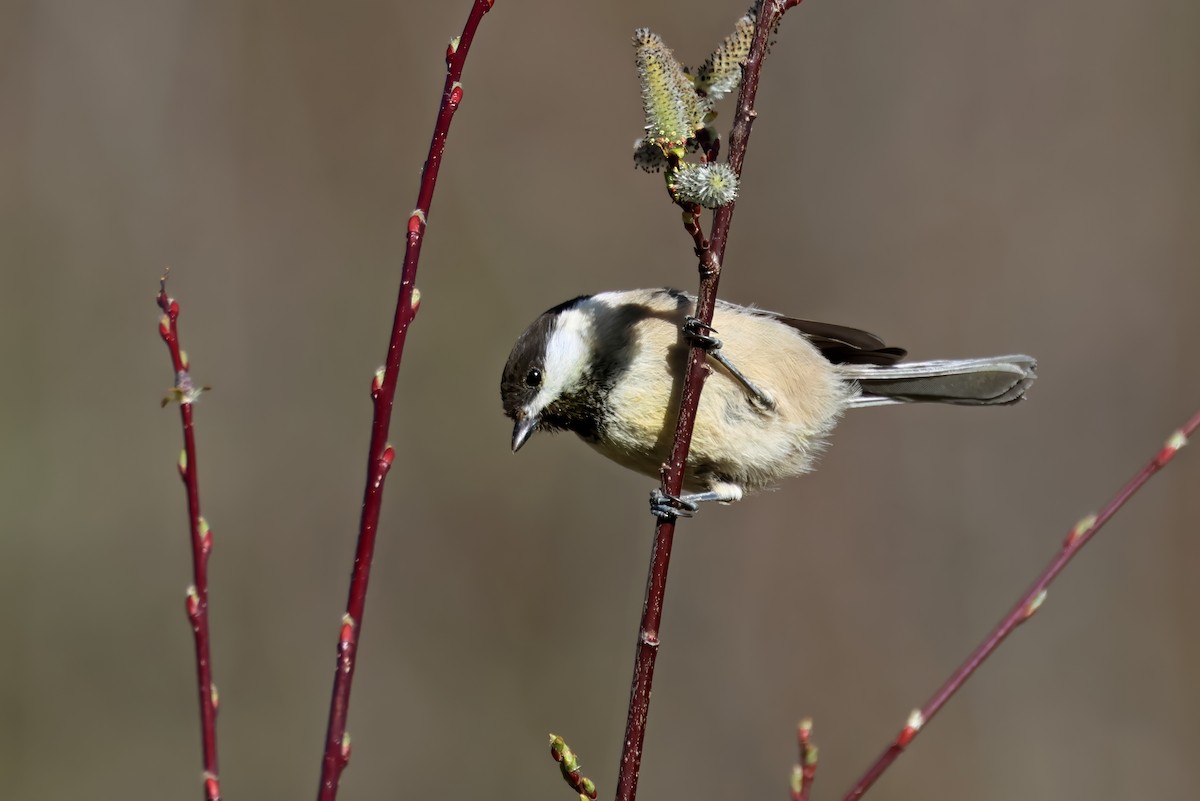 Sichuan Tit - ML621520422