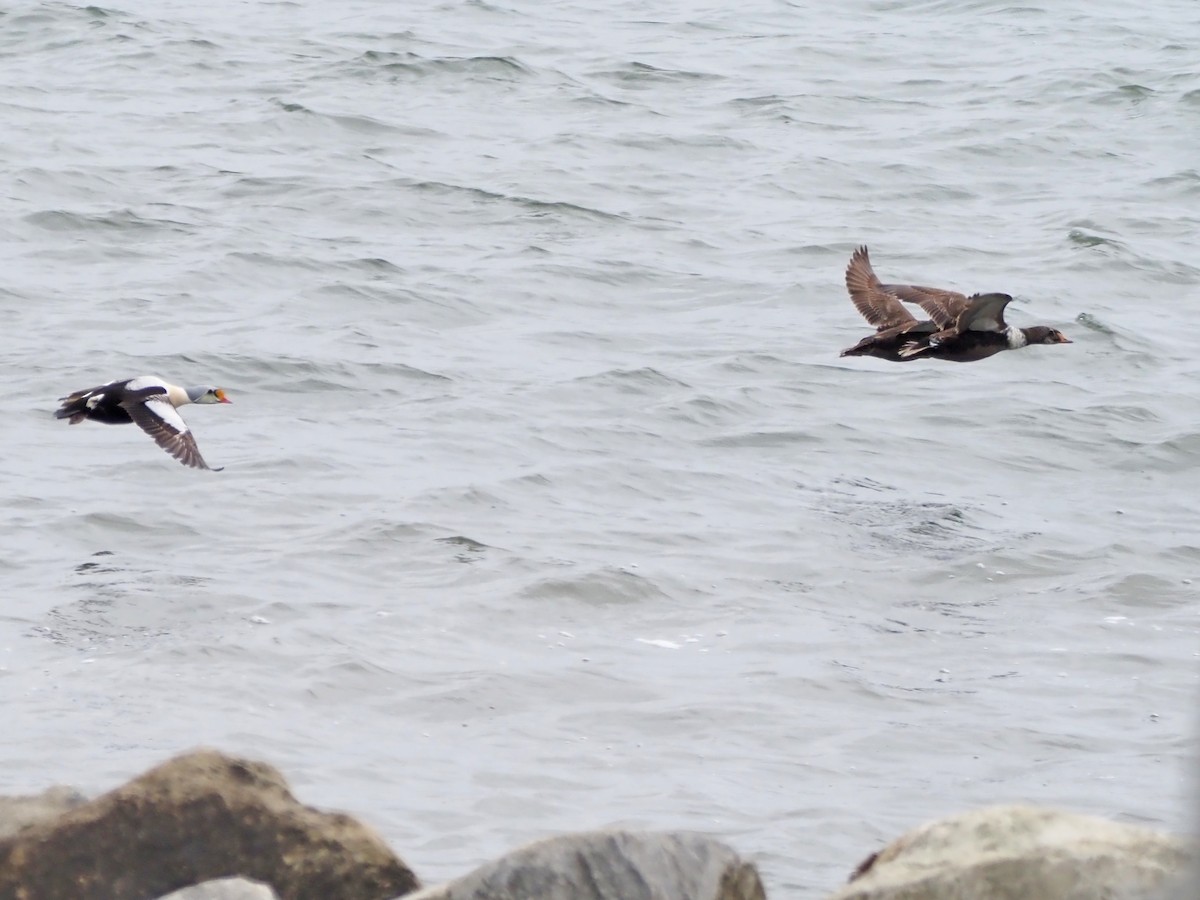 King Eider - Luc and Therese Jacobs