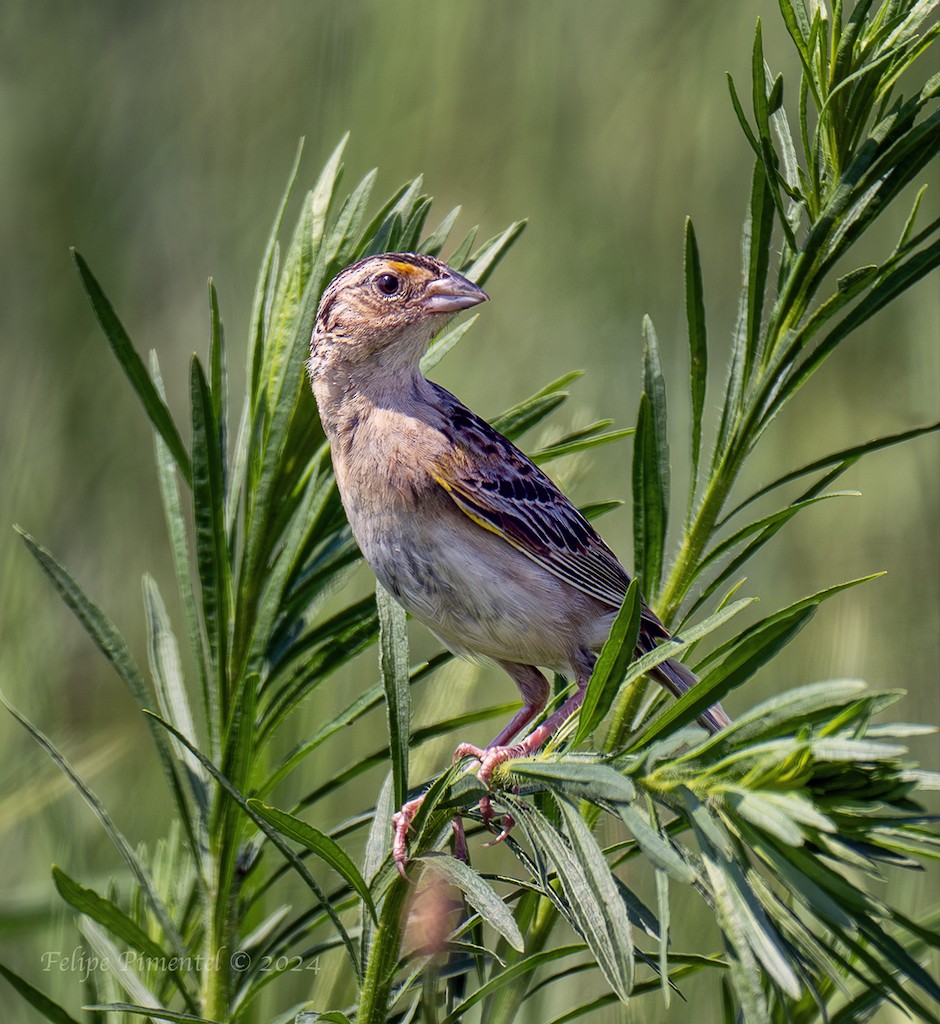 Grasshopper Sparrow - ML621520526