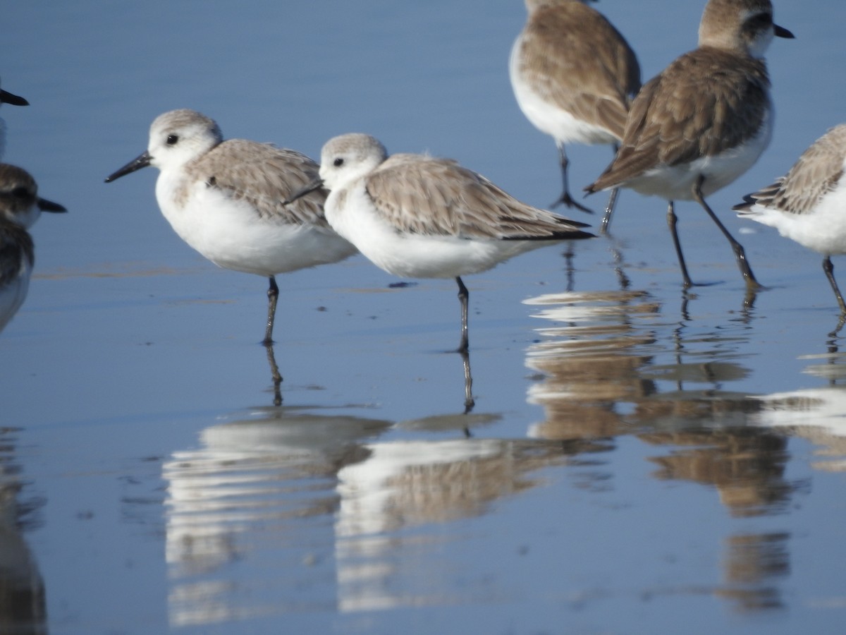 Sanderling - ML621520575