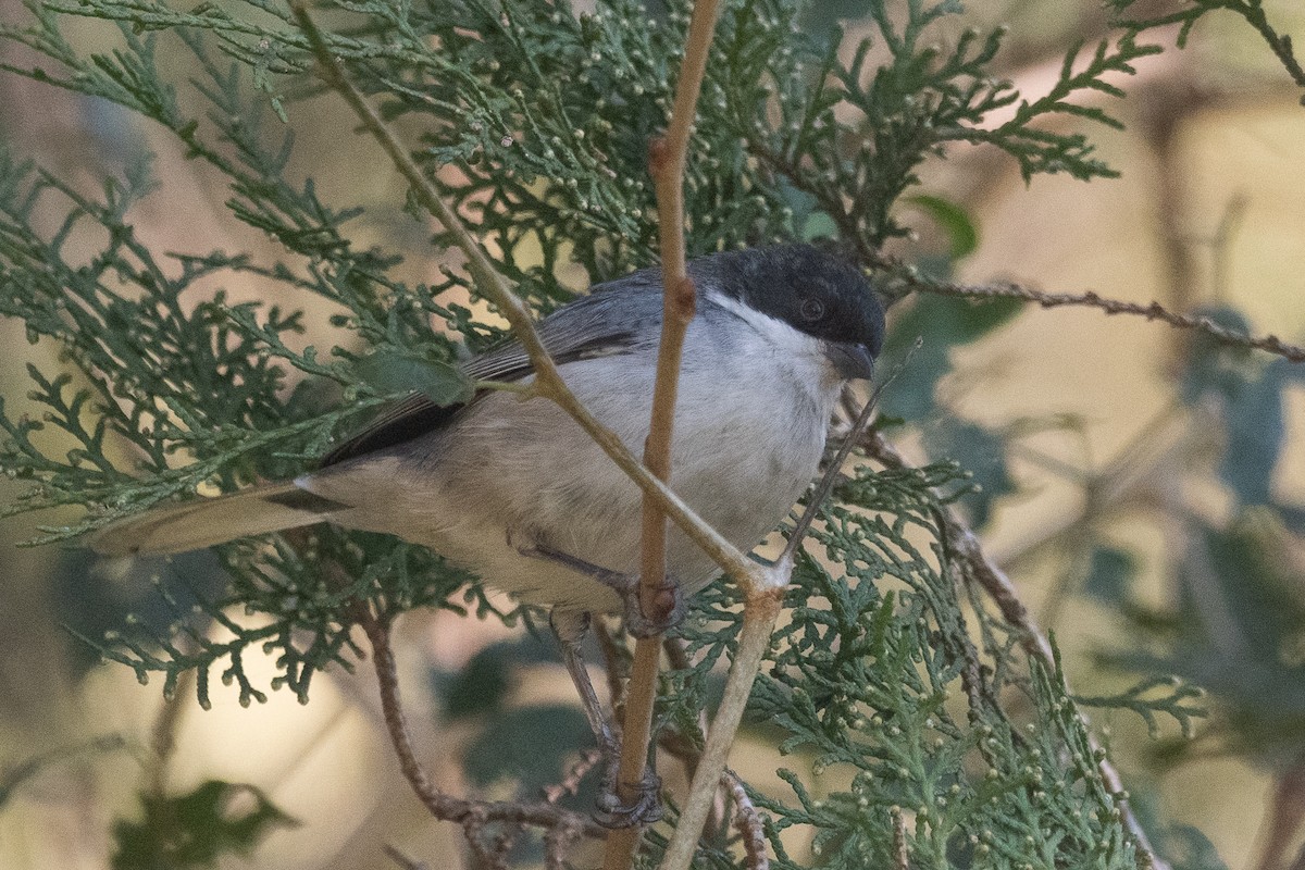 Black-capped Warbling Finch - ML621520579