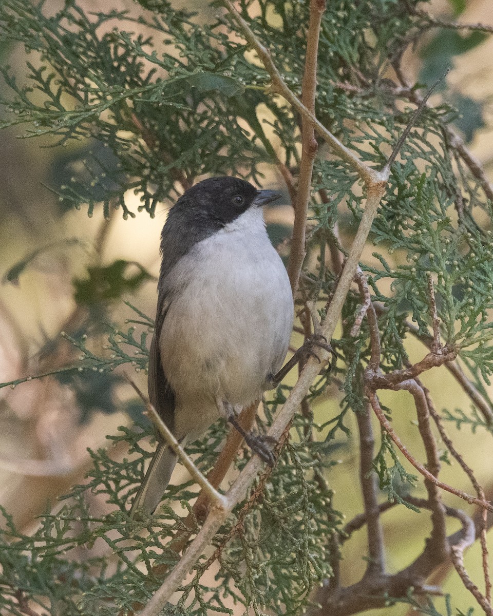 Black-capped Warbling Finch - ML621520580