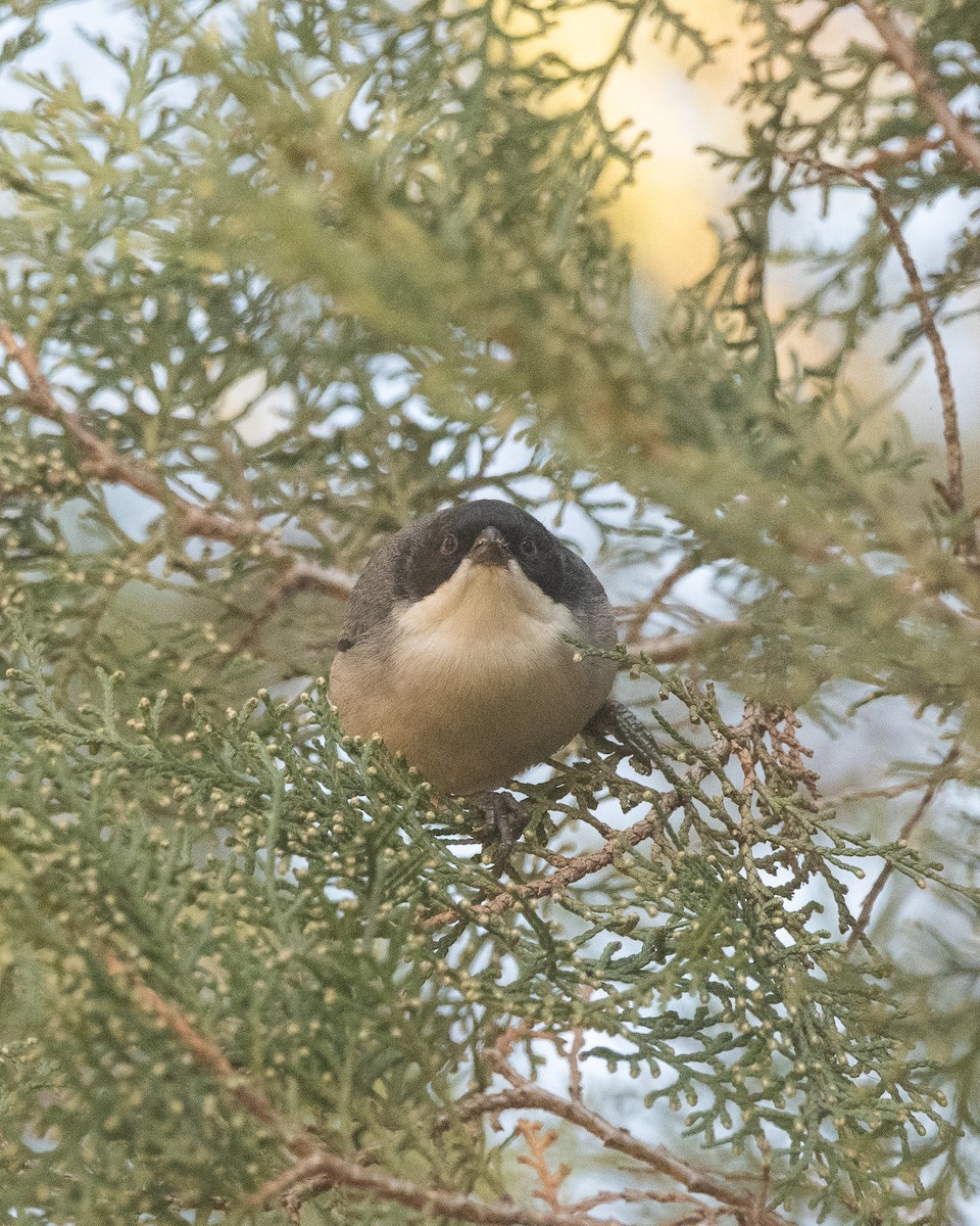 Black-capped Warbling Finch - ML621520581
