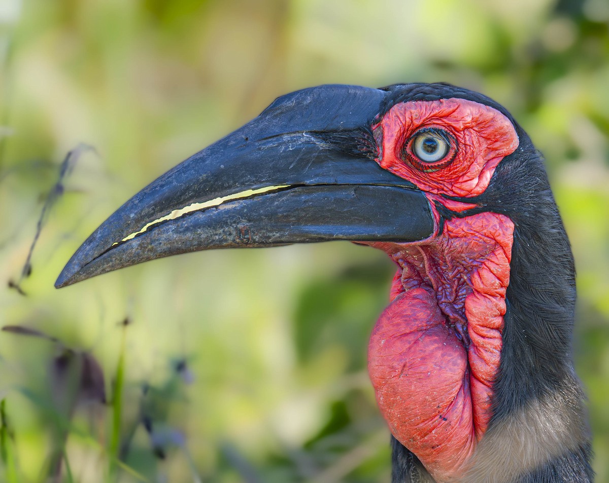 Southern Ground-Hornbill - ML621520607