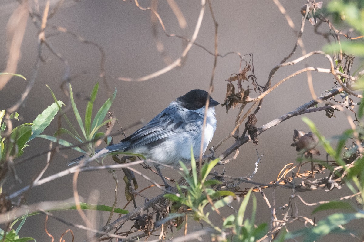 Black-capped Warbling Finch - ML621520624
