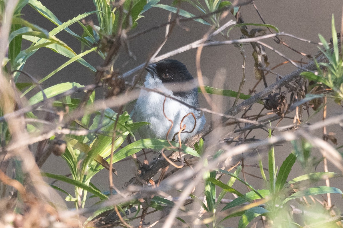 Black-capped Warbling Finch - ML621520625