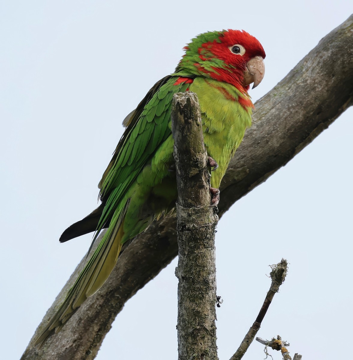 Guayaquil Papağanı - ML621520882