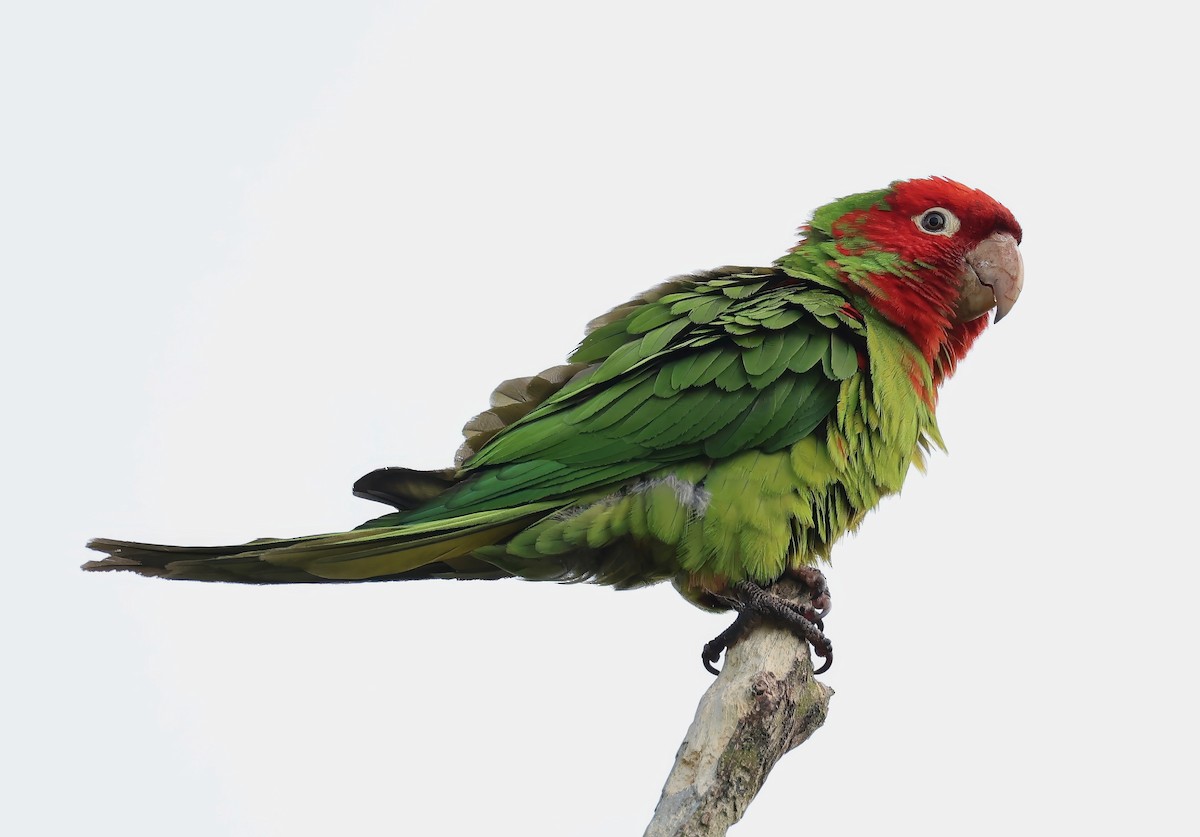 Guayaquil Papağanı - ML621520887