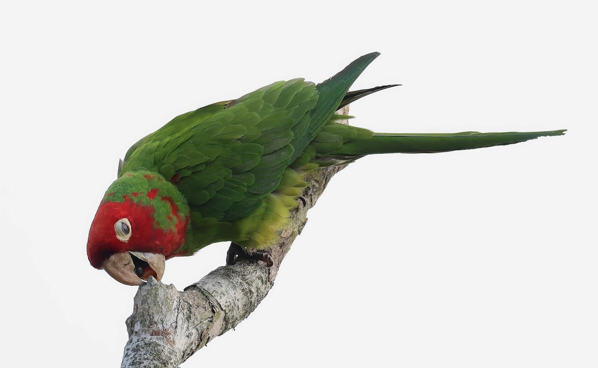 Red-masked Parakeet - ML621520909