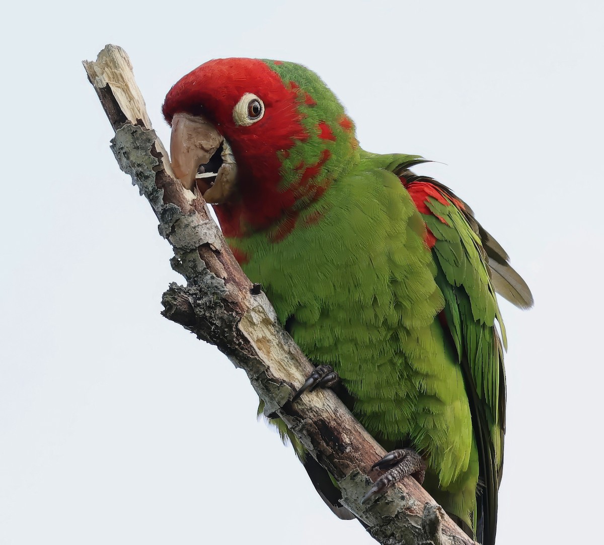 Red-masked Parakeet - ML621520913
