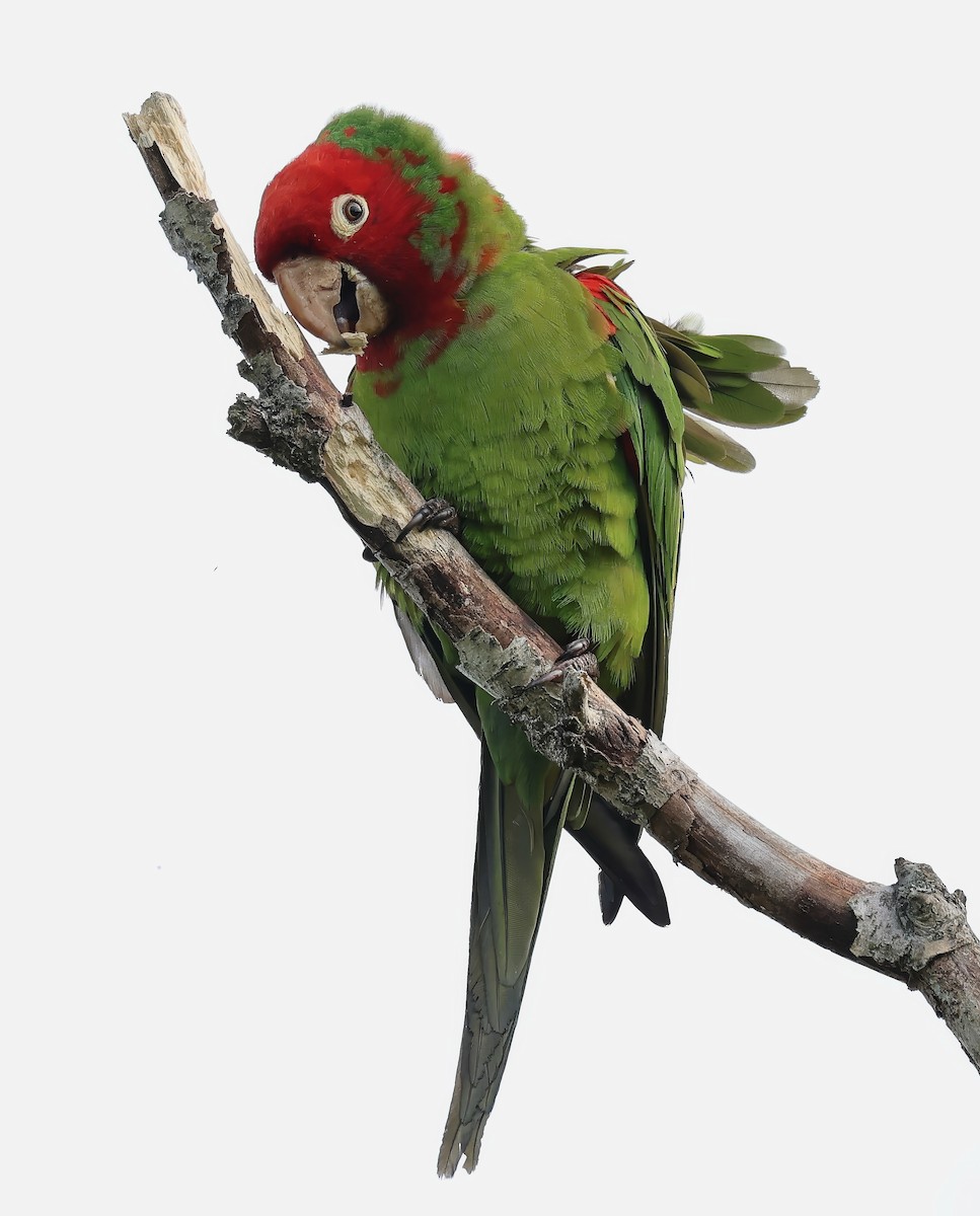 Guayaquil Papağanı - ML621520916