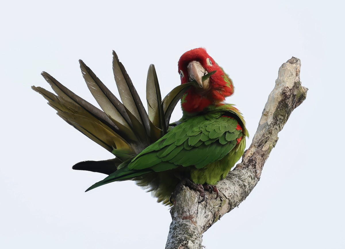 Guayaquil Papağanı - ML621520922