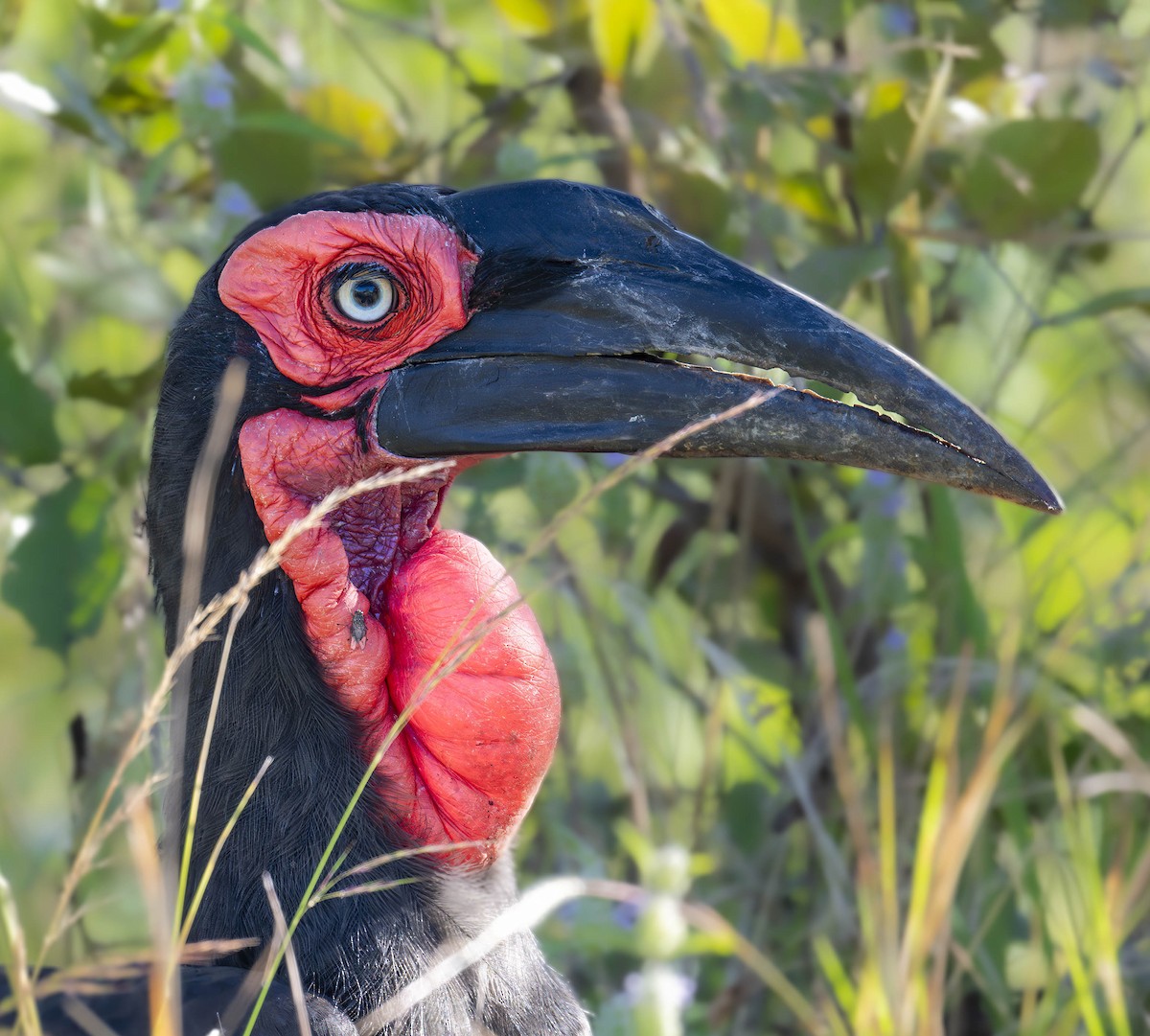 Southern Ground-Hornbill - ML621520926