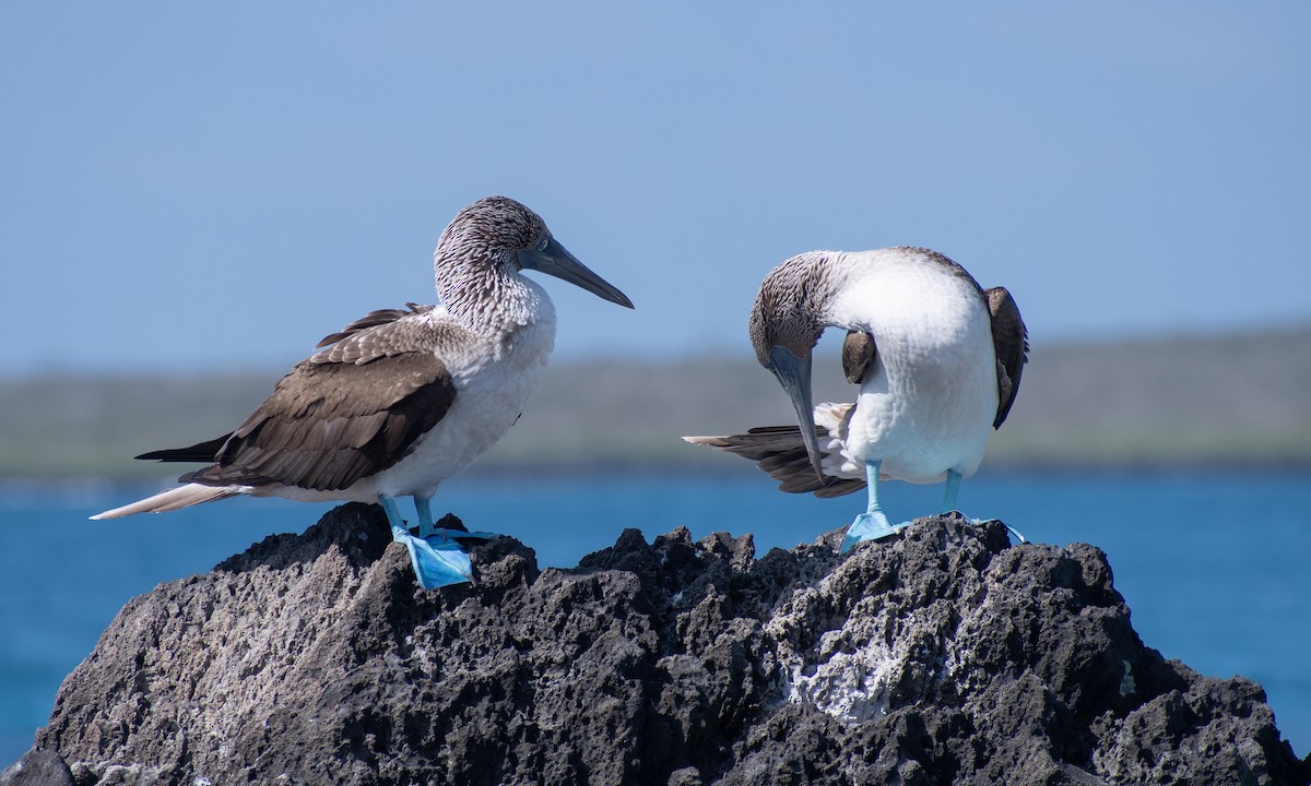 Blue-footed Booby - ML621520935