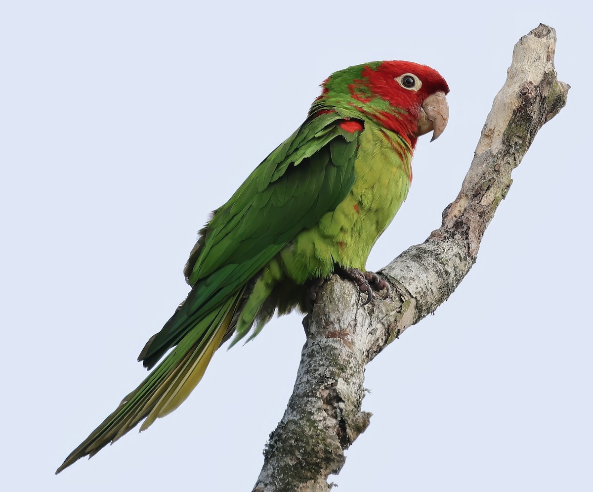 Red-masked Parakeet - ML621520936