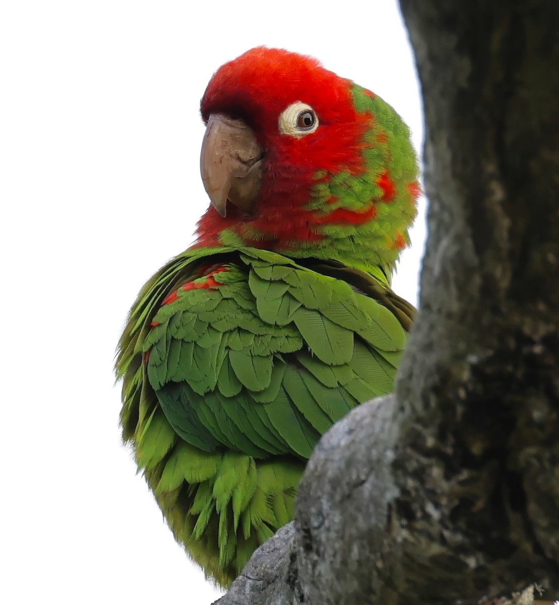 Guayaquil Papağanı - ML621520957