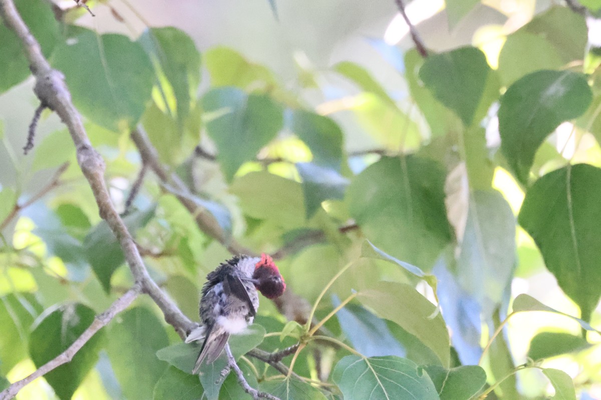 Anna's Hummingbird - ML621520988