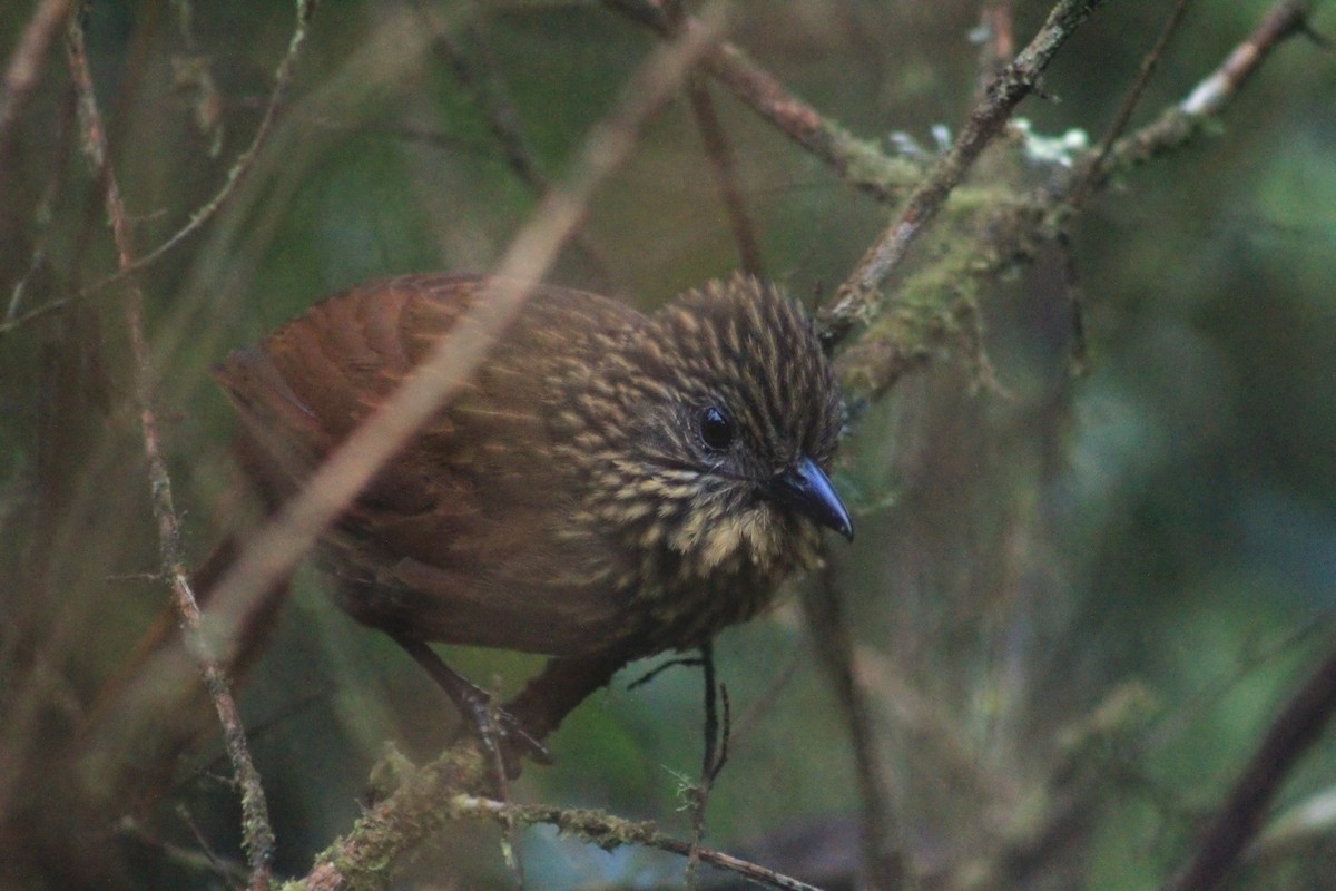 Rufous-backed Treehunter - ML621521022
