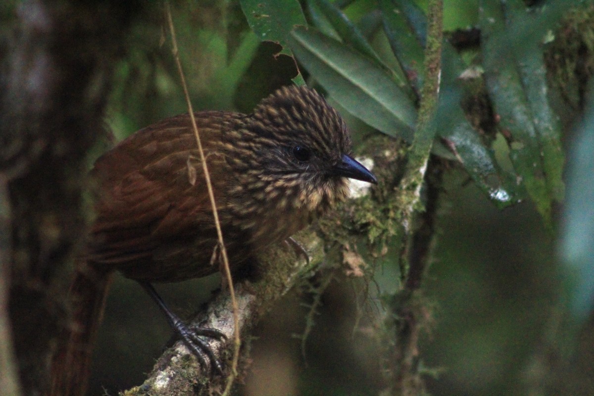 Rufous-backed Treehunter - ML621521023