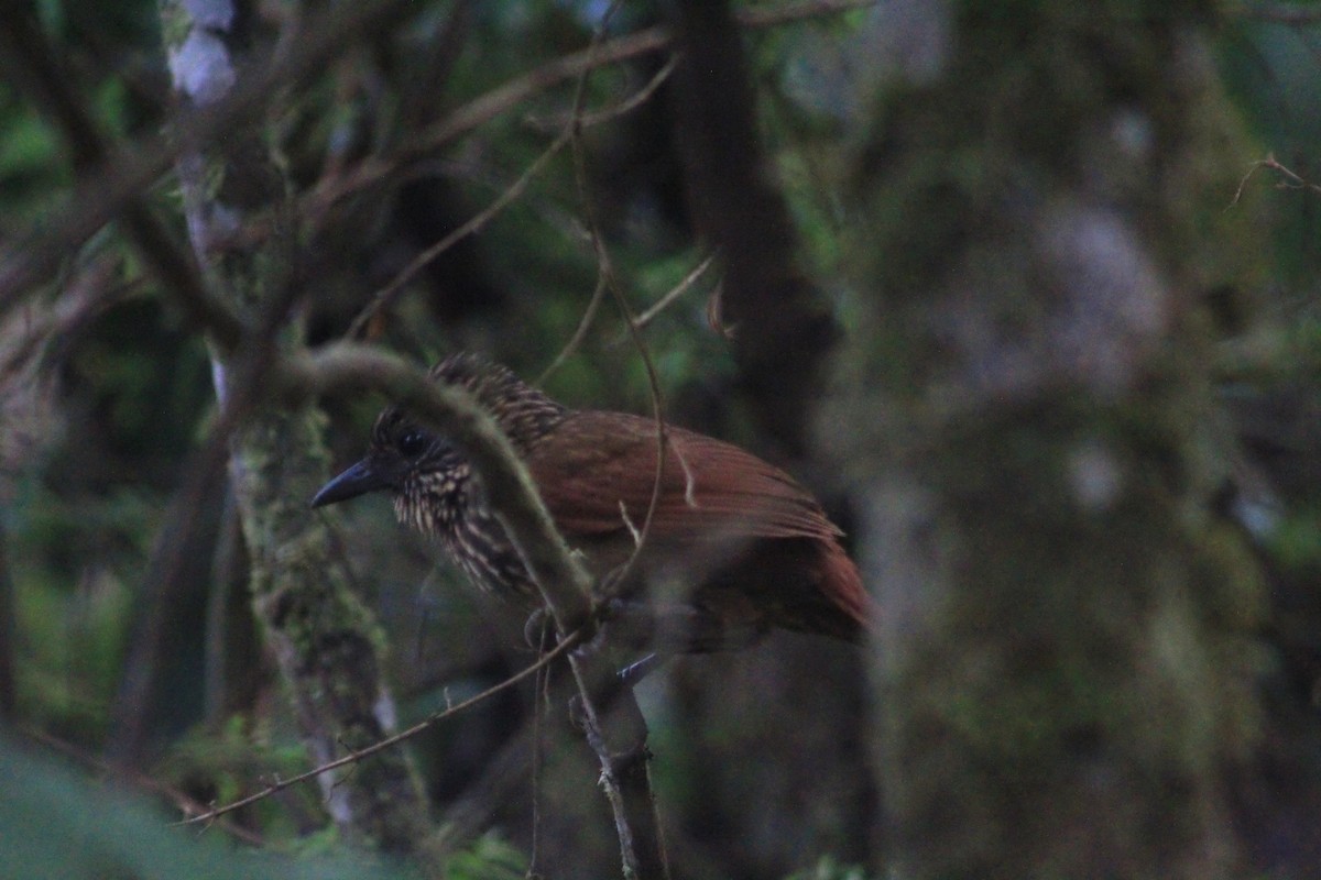 Rufous-backed Treehunter - ML621521024