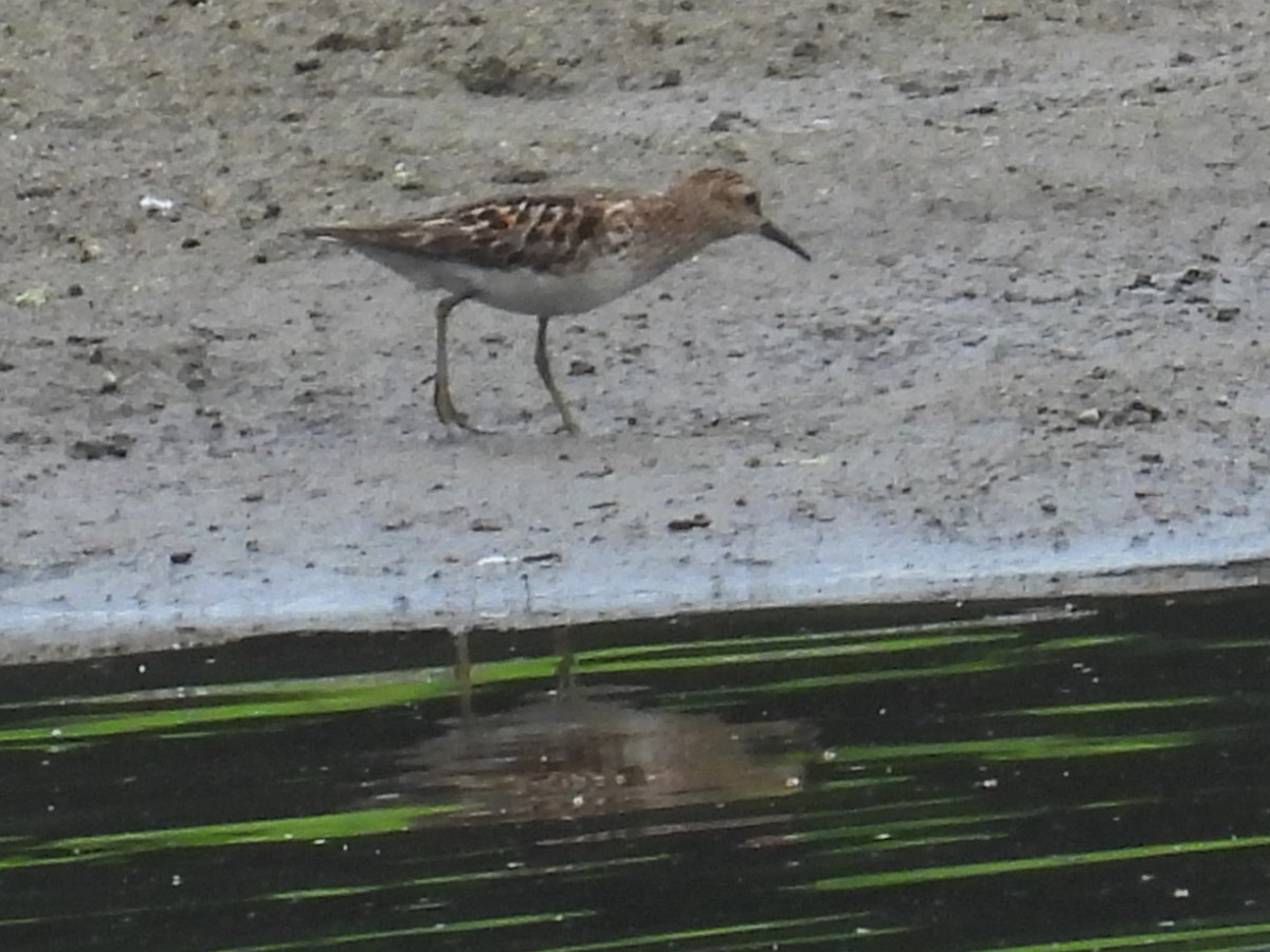 Least Sandpiper - ML621521025