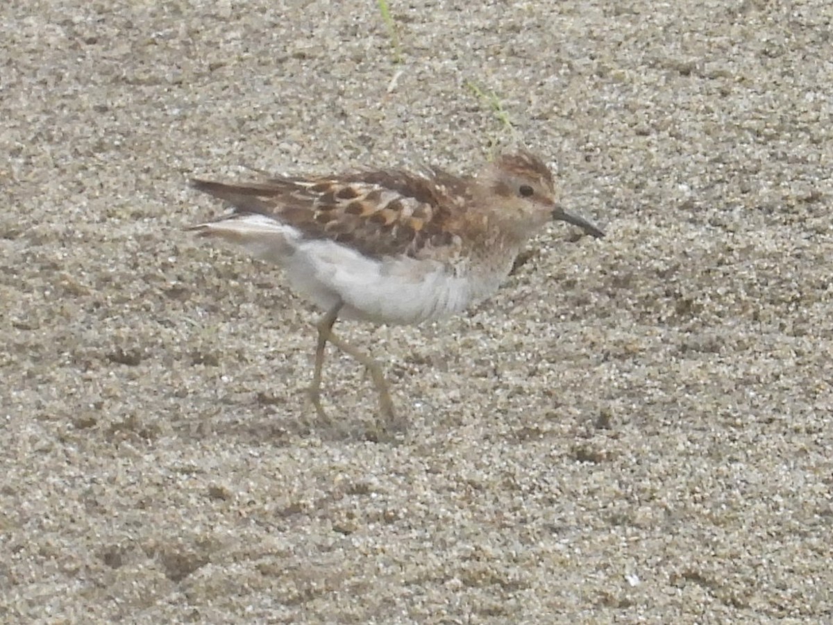 Least Sandpiper - ML621521027