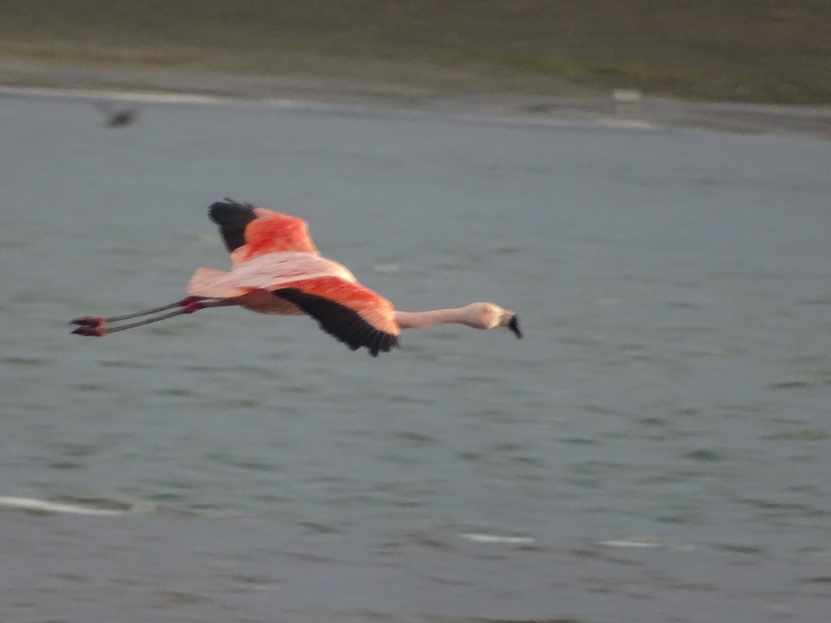 Chilean Flamingo - José Ignacio Catalán Ruiz