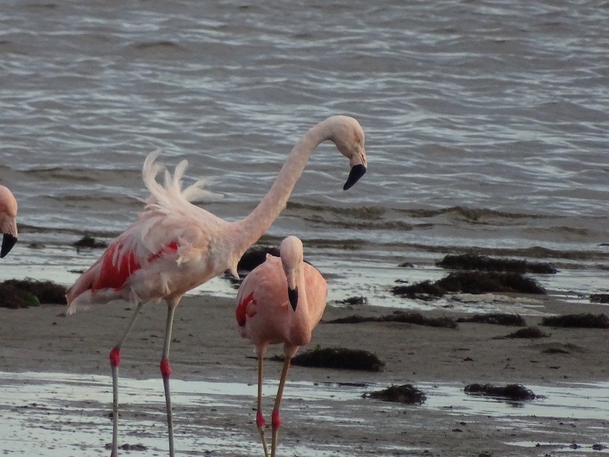 Chilean Flamingo - ML621521114