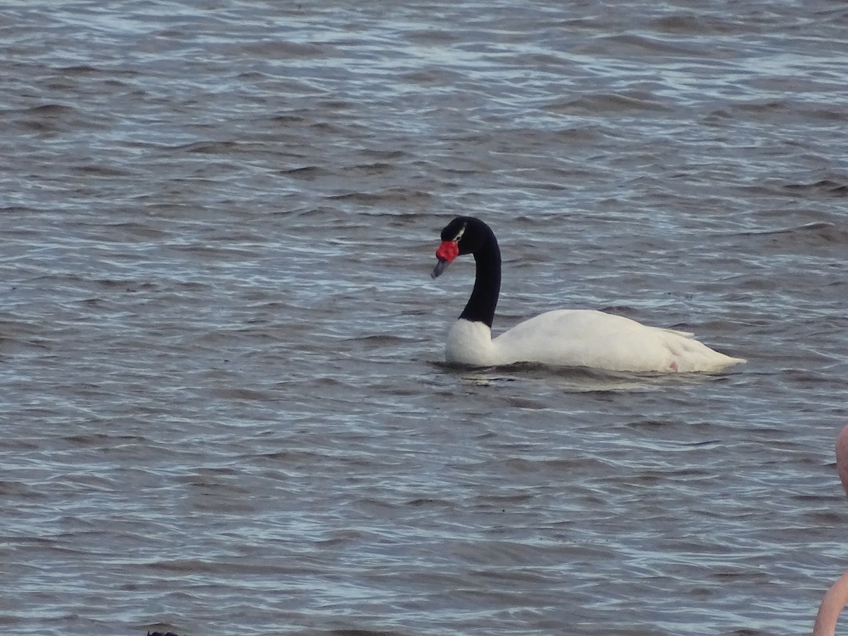 Black-necked Swan - ML621521117