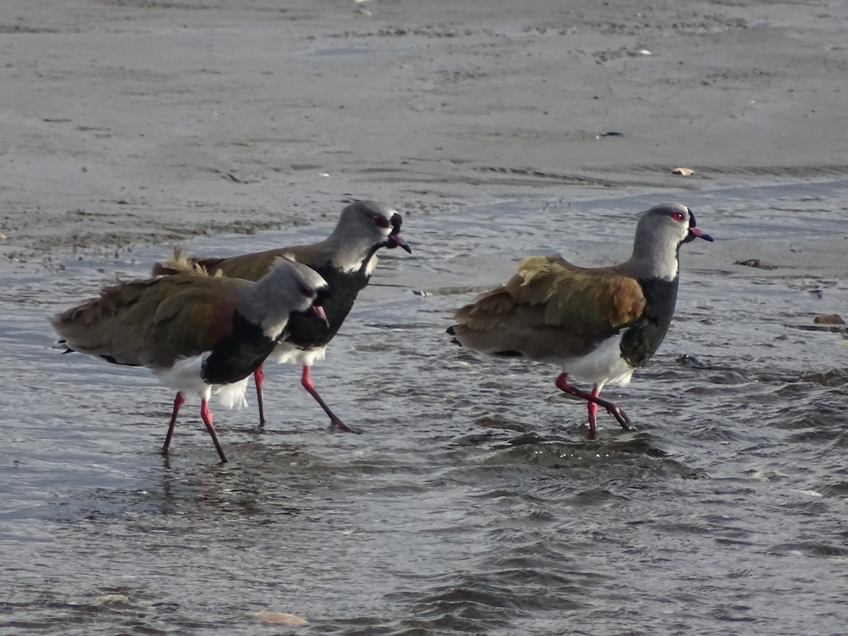 Southern Lapwing - ML621521142