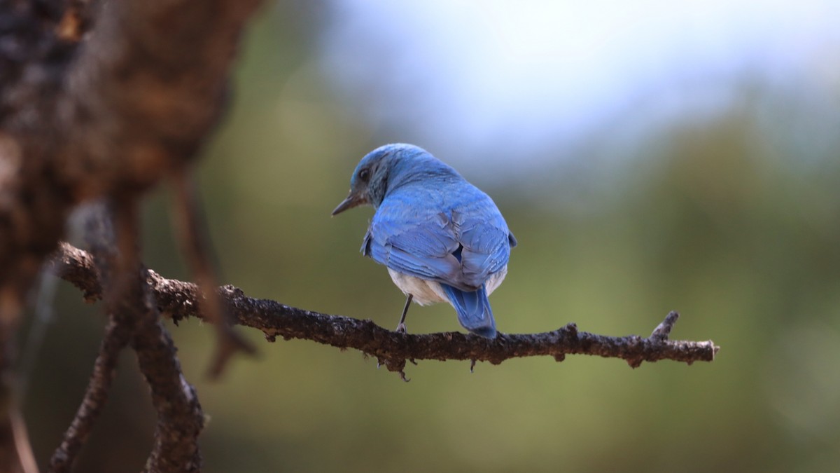 Mountain Bluebird - ML621521170