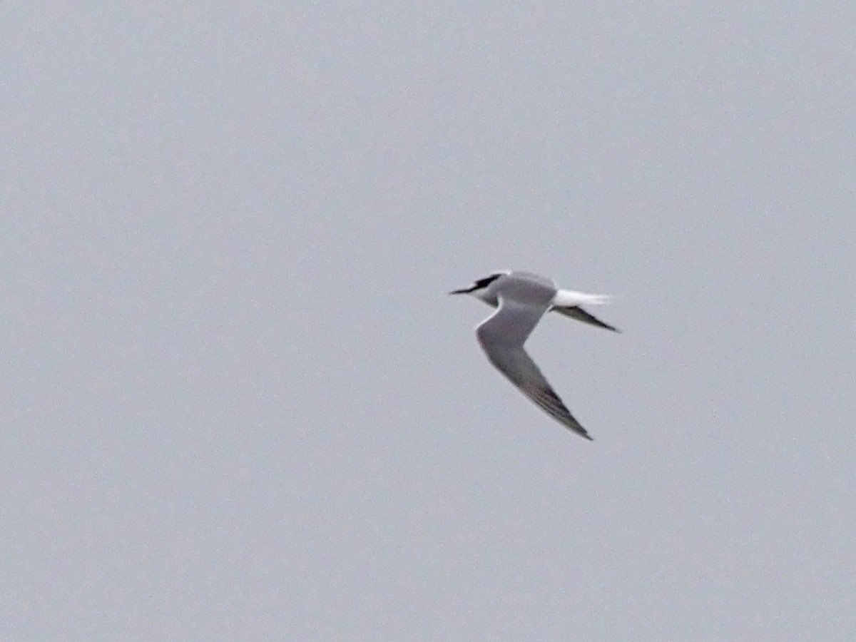 Aleutian Tern - Luc and Therese Jacobs