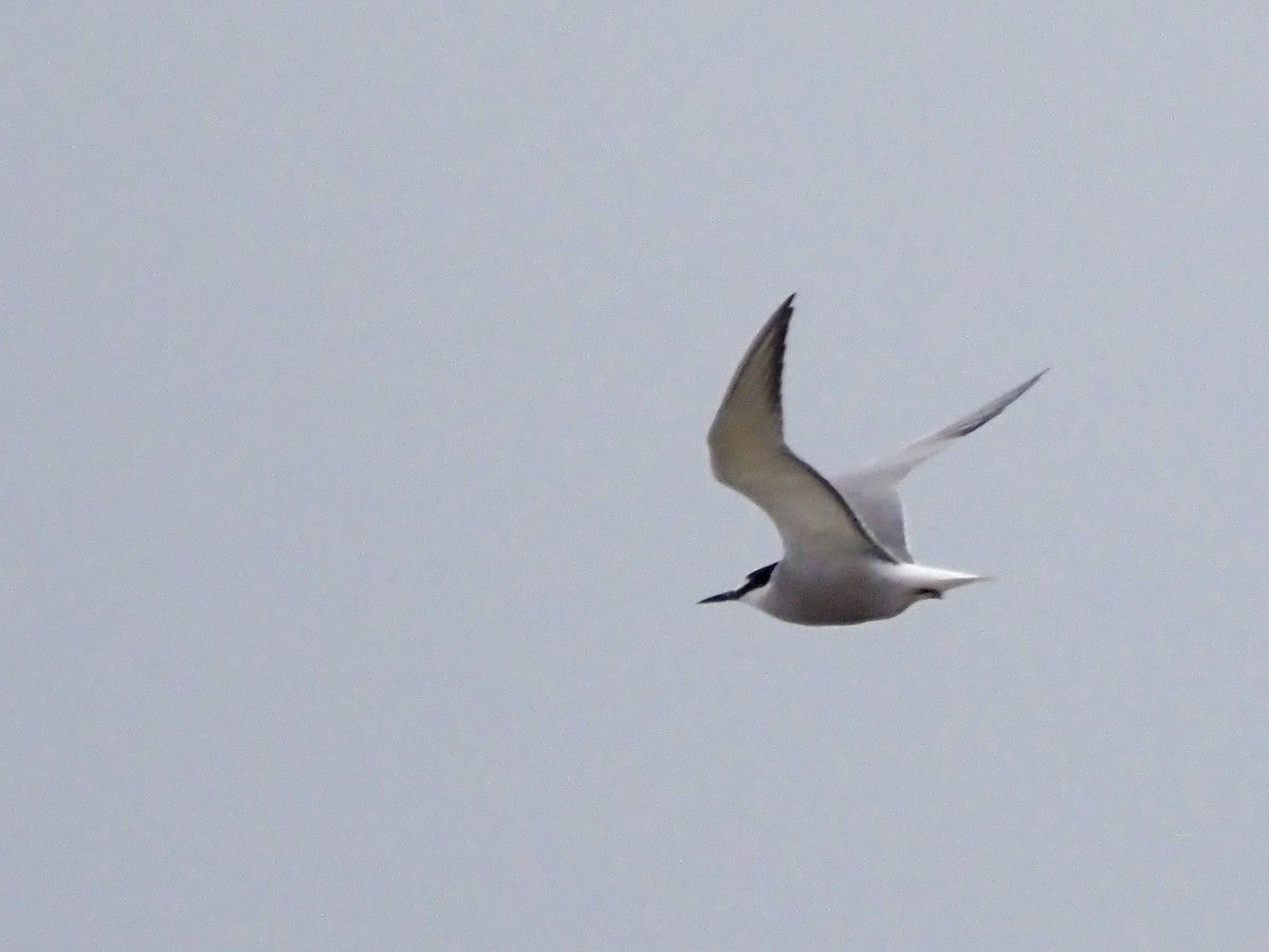 Aleutian Tern - ML621521188