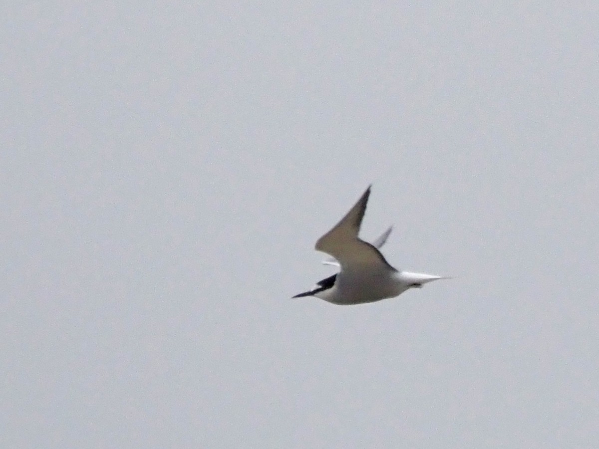 Aleutian Tern - ML621521189